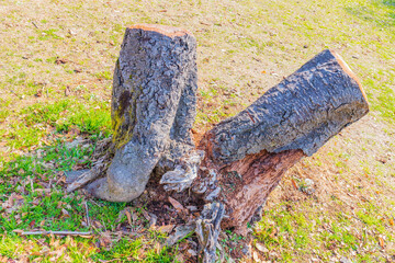 老朽化し、切られた木