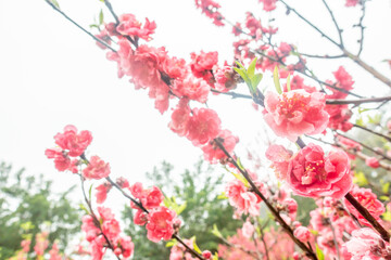 Peach blossoms of the Chiba peach tree on Qingxiu Mountain in Nanning, Guangxi, China