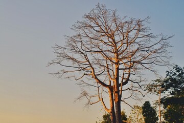 Old Tree in the Afternoon