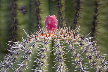 Barrel Cactus Flower 02