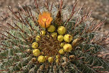Barrel Cactus Flower 03