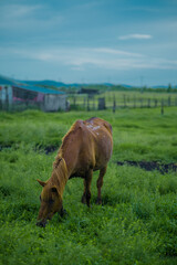 Fototapeta premium The horses on Hulun Buir grassland, Inner Mongolia, summer time.