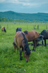 Fototapeta na wymiar The horses on Hulun Buir grassland, Inner Mongolia, summer time.