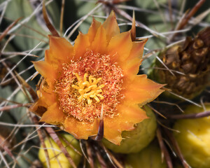 Barrel Cactus Flower 04