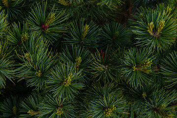 Naklejka na ściany i meble Pine branches close-up, natural christmas background. Beautiful spruce branch with needles and young shoots in nature. Christmas tree branches background.