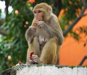 a female monkey eating some food