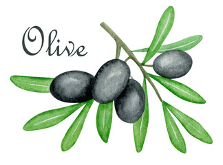 Watercolor black olives branch illustration. Botanical print. Isolated element. Kitchen decoration. Mediterranean art.  Isolated clipart element on white background