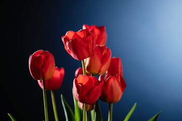 red tulips on blue background, empty space for text, frontal view