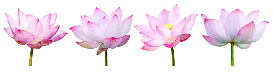 Lotus flower collections isolated on white background. File contains with clipping path so easy to work.