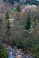 Spring Landscape, Pisgah National Forest in North Carolina