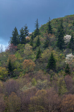 Spring Landscape, Pisgah National Forest in North Carolina