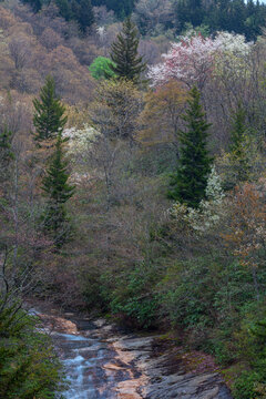 Spring Landscape, Pisgah National Forest in North Carolina