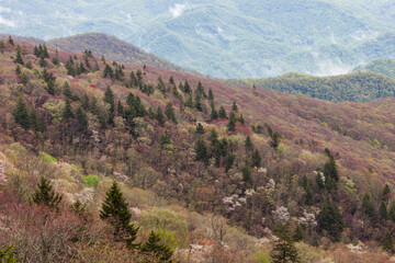 Fototapeta premium Spring Landscape near the Blue Ridge Parkway in North Carolina