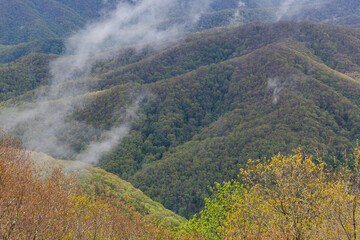 Balsam Mountain, Great Smoky Mountains National Park, NC