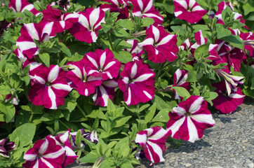 Petunias Blooming in a Garden