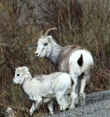 Closeup of Stone Sheep (Ovis dalli stonei) ewe and lamb along the Alcan highway in British Columbia.