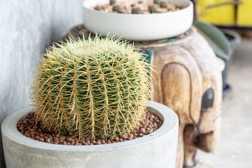 Golden barrel cactus (Echinocactus grusonii) in the gray pot,