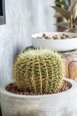 Golden barrel cactus (Echinocactus grusonii) in the gray pot,