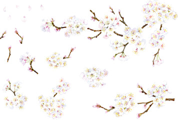 A set of illustration elements of cherry blossoms