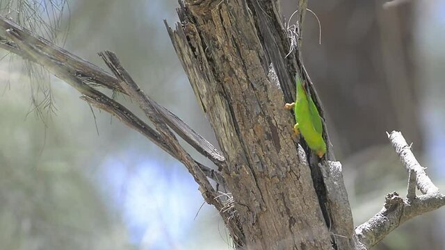 Vernal hanging parrot   on a branch , at nature