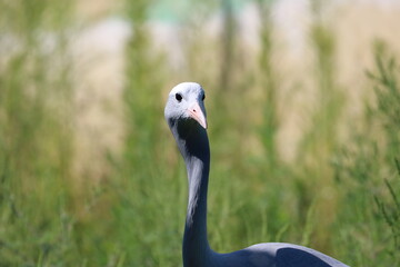 Obraz premium Blue Crane Bird Close Up