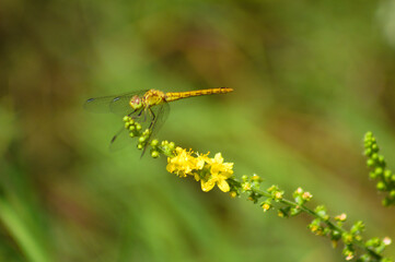 Dragonfly on tall hairy agrimony in bloom closeup view
