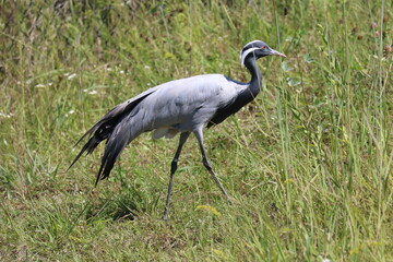 Demoiselle Crane Bird Close Up