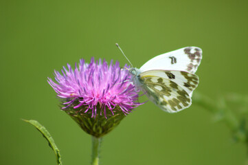 Eastern bath white butterfly on alpine thistle in bloom closeup