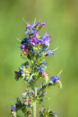 Viper's bugloss in bloom closeup view with blurred background
