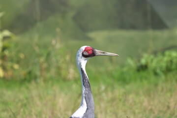 White-Naped Crane Bird Close Up