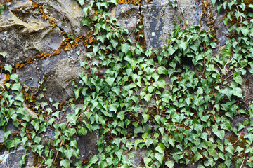 石垣を這う緑色のツタの植物