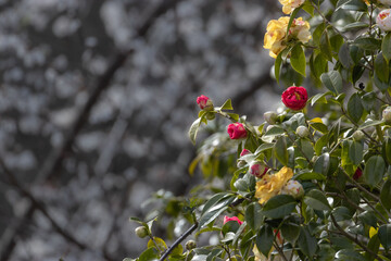 red and yellow roses with white blossoming tres in the background