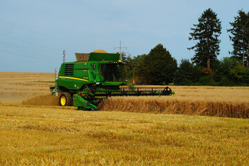 The oat harvest is brought in.