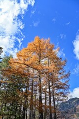 青空バックに見上げるカラマツの黄葉＠湯ノ湖、栃木