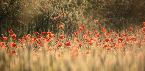Dramatic view of red poppies and reed grass in the field - great for wallpaper