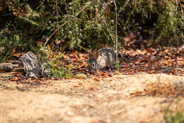 Obraz premium Cottontail rabbit sitting under a tree in the forest. 