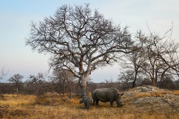 Foto op Canvas A young white rhino and its mom grazing at dusk on the woodlands of the Greater Kruger area, South Africa © Pedro