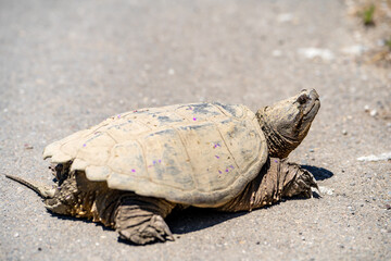 Common Snapping Turtle crawling on land. 