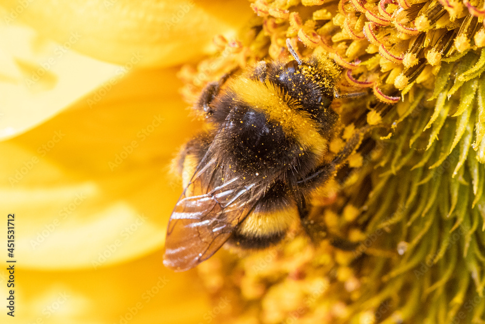 Wall mural close up of a bee