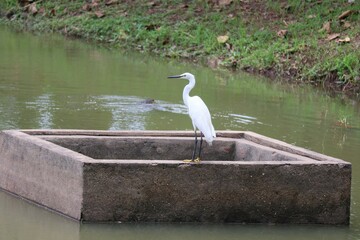 great white heron