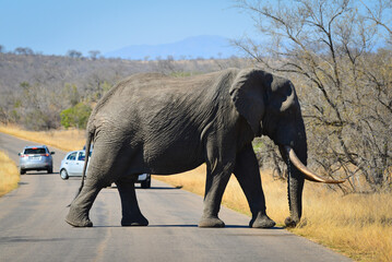 Naklejka na ściany i meble An African elephant crossing a main road at southern Kruger National Park, South Africa