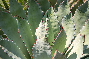 Close-up of Agave Macroacantha (Black-spined Agave) 