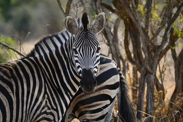 Foto op Canvas Burchell's zebras on the woodlands of southern Kruger National Park, South Africa © Pedro