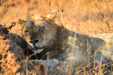 A lion having a mid-morning rest under the shade of a tree on the woodlands of southern Kruger...