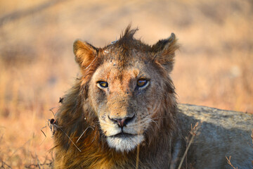 Fototapeta na wymiar A portrait of a lion resting on dry grass during the mid-morning heat, southern Kruger National Park, South Africa 