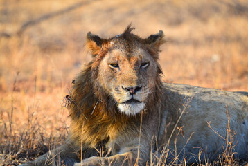 A lion falling asleep on dry grass during the mid-morning heat, southern Kruger National Park,...