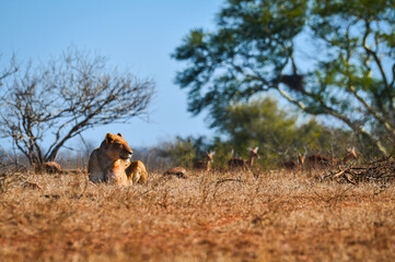 A lion lying asleep while a herd of impala pass close by on the woodlands of southern Kruger...