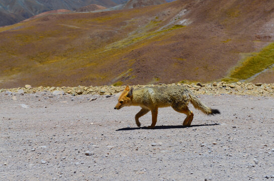 A culpeo (Lycalopex culpaeus), or Andean fox, or zorro, near the top of the Abra del Acay mountain pass, Salta Province, northwest Argentina