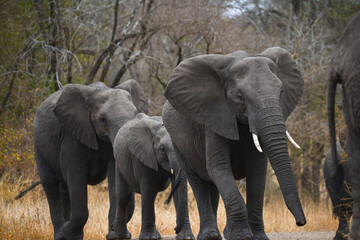 A herd of African elephants (Loxodonta africana) crossing a gravel road on the woodlands of central...