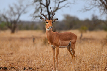 An impala on an overcast morning on the grasslands of central Kruger National Park, South Africa - obrazy, fototapety, plakaty